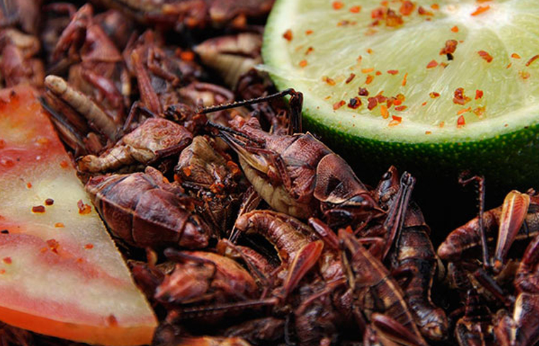 Insectos en la gastronomía mexicana