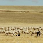 La lana, de Extremadura a Flandes
