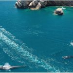 Delfines desorientados y miles de años de posidonia arrasados: la náutica recreativa dispara la presión sobre el Mar Balear P 1